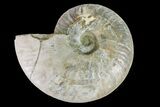 Silver Iridescent Ammonite (Cleoniceras) Fossil - Madagascar #159394-1